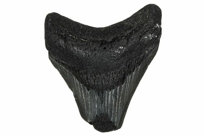 Bargain, Juvenile Megalodon Tooth - Georgia #340408